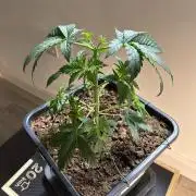 Lemon Tree 2026