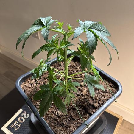 Lemon Tree 2026
