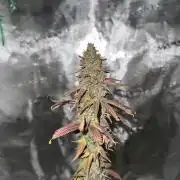 Lemon Tree 2026