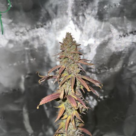 Lemon Tree 2026