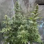 Lemon Tree 2026