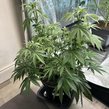 Lemon Cherry Pie 2026