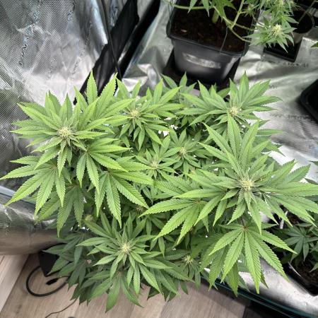 Lemon Cherry Pie 2026