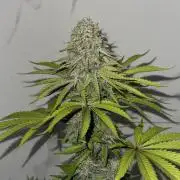 Barneys farm - Sour diesel 💚 Photoperiod