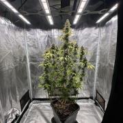 Barneys farm - Gelato 🍧  Photoperiod