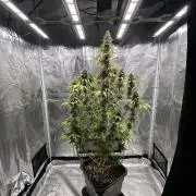 Barneys farm - Gelato 🍧 Photoperiod