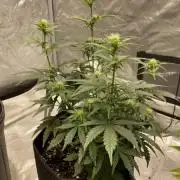 Gas Reaper Unicorn Burst auto