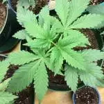 Phenohunt for breeding project