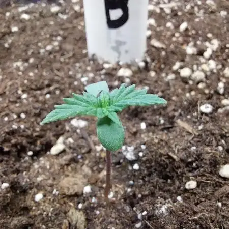 astéroweed