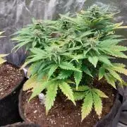 Pierrette de la lune 2