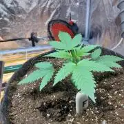 Pierrette de la lune 2