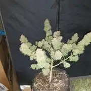 Poallaubra