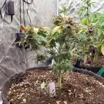 Pierrette de la lune 1