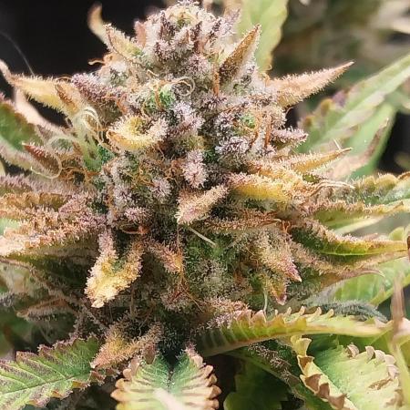 Pierrette de la lune 2