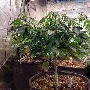 Poallaubra