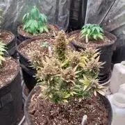 Pierrette de la lune 2