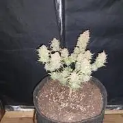 Pierrette de la lune 2