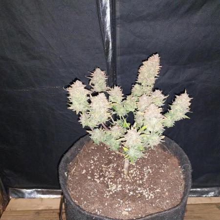 Pierrette de la lune 2