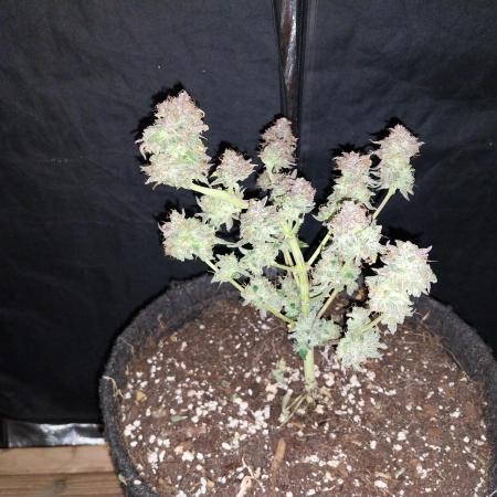 Pierrette de la lune 1