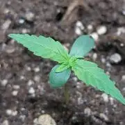 mint alize