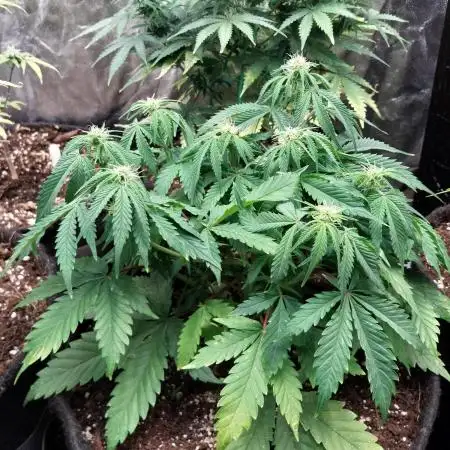 Pierrette de la lune 2