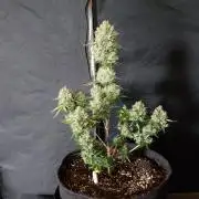 Lader déder