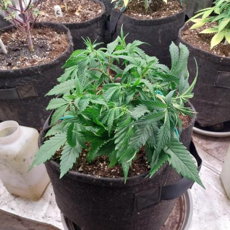 Pierrette de la lune 2