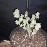 Pierrette de la lune 1