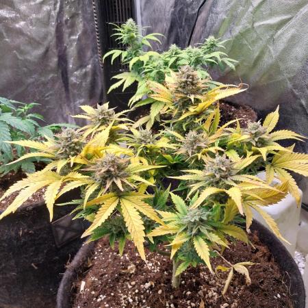 Pierrette de la lune 2