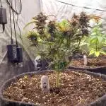 Pierrette de la lune 1