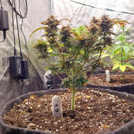 Pierrette de la lune 1