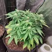 Pierrette de la lune 2