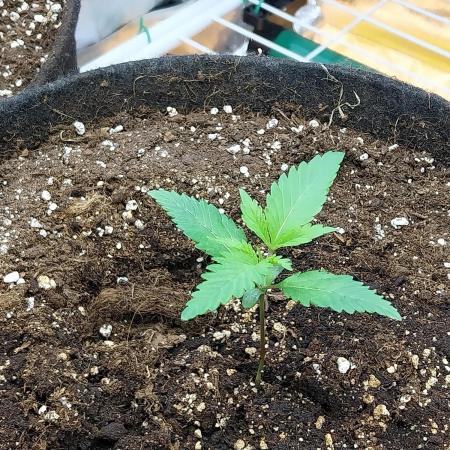 Pierrette de la lune 2