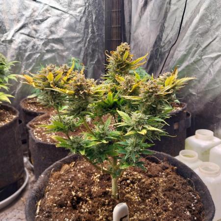 Pierrette de la lune 2