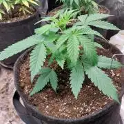 Pierrette de la lune 2