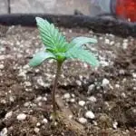 Pierrette de la lune 2