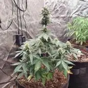 Lader déder