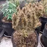 hodusac 1er