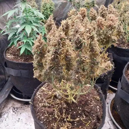 hodusac 1er