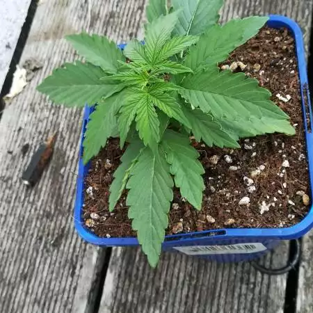 Amnesia Haze Auto - Expert Seeds 157
