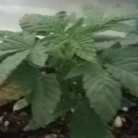 First Grow [Discontinued]