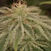 Ocean Grown Seeds Run #2