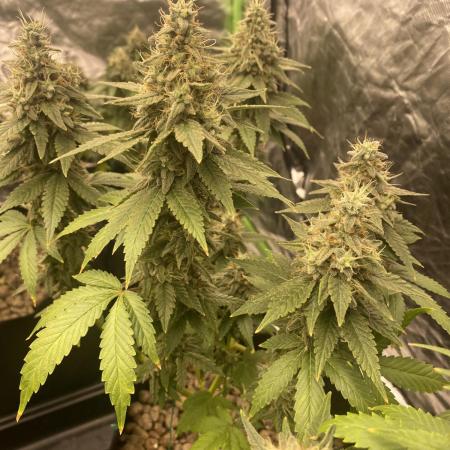 4x4 multi strain