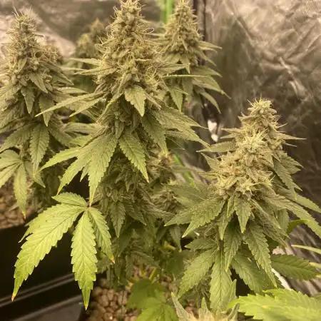 4x4 multi strain