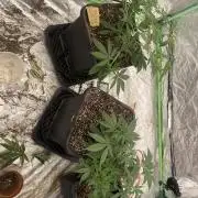 Summertime autos
