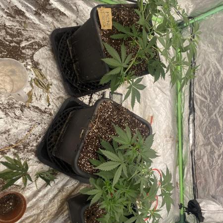 Summertime autos