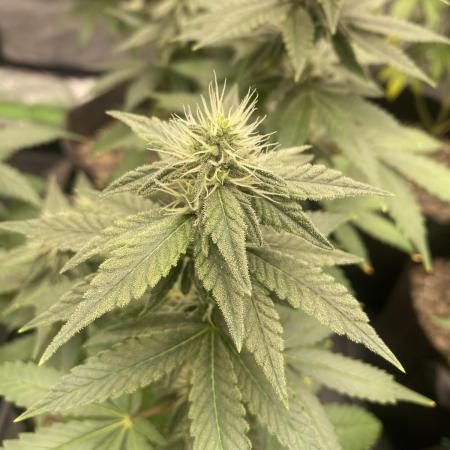 4x4 multi strain
