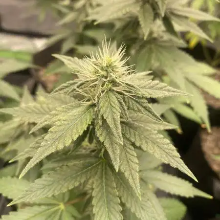 4x4 multi strain