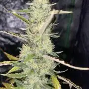 Gorilla cookies s1