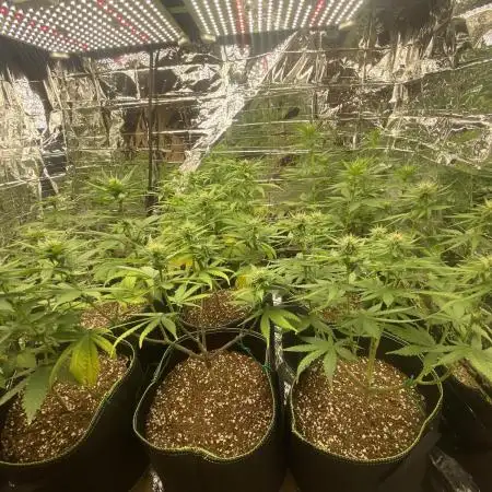 2x3 multi strains